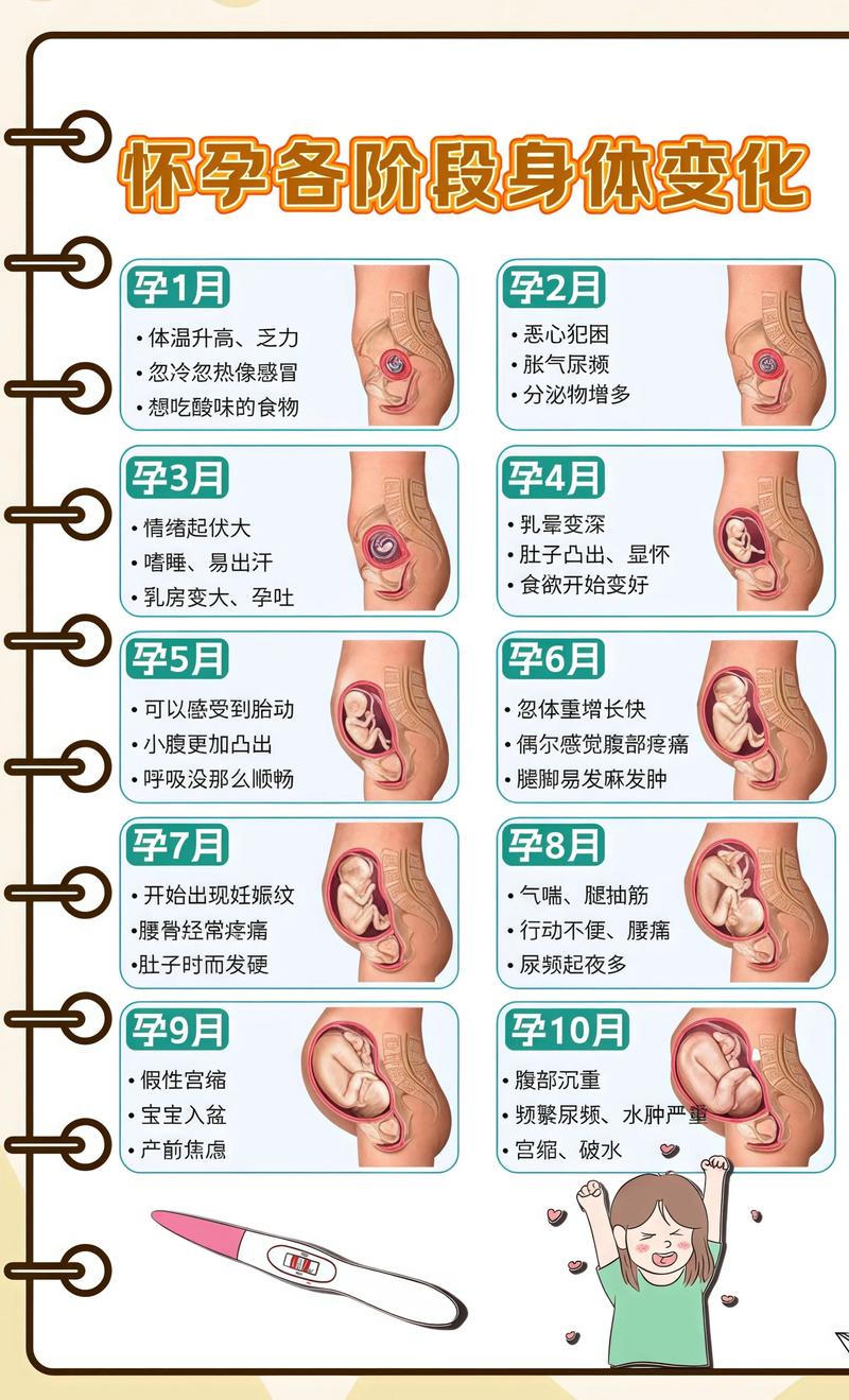 揭秘供卵代孕妈妈怀孕小腹分两节，孕期变化的奥秘和平代生机构: